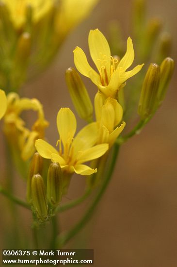 Western Hawksbeard blossoms detail