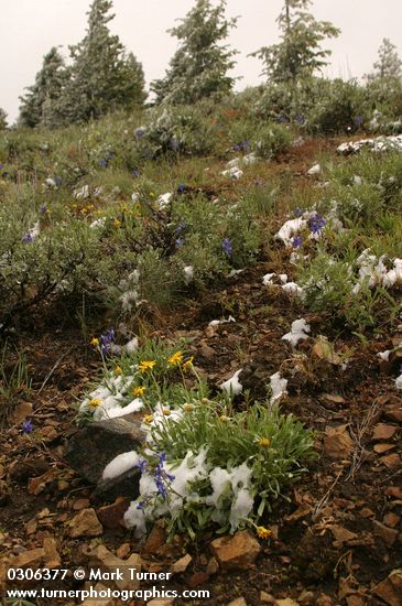 Summer snow on Big Sagebrush, Oregon Sunshine & Upland Larkspur