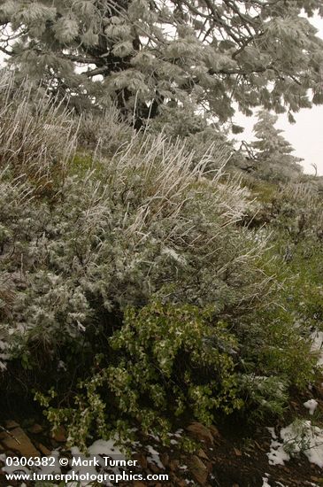 Summer snow on Big Sagebrush, Wax Currant w/ Ponderosa Pines bkgnd