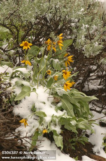 Summer snow on Arrow-leaved Balsamroot