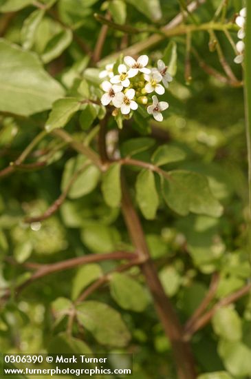 Water Cress blossoms & foliage detail