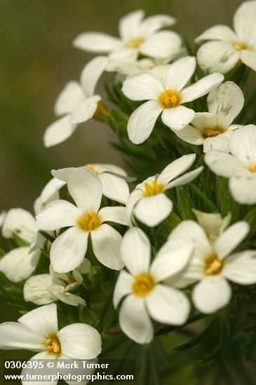 Nuttall's Linanthus blossoms detail