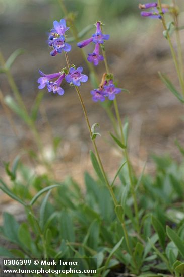 Rydberg's Penstemon