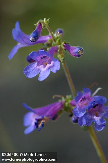 Rydberg's Penstemon blossoms detail