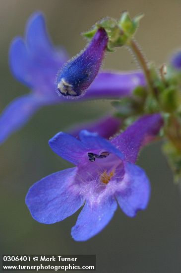 Rydberg's Penstemon blossom extreme detail