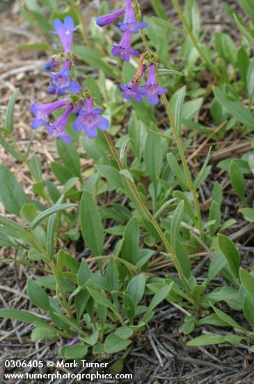 Rydberg's Penstemon