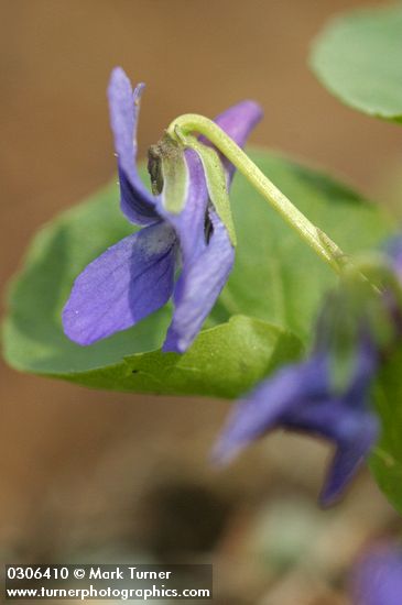 Early Blue Violet blossom detail