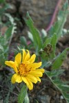 Serrate Balsamroot