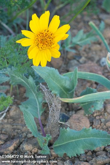 Serrate Balsamroot
