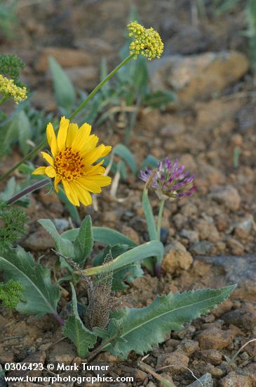 Serrate Balsamroot w/ Tolmie's Onion