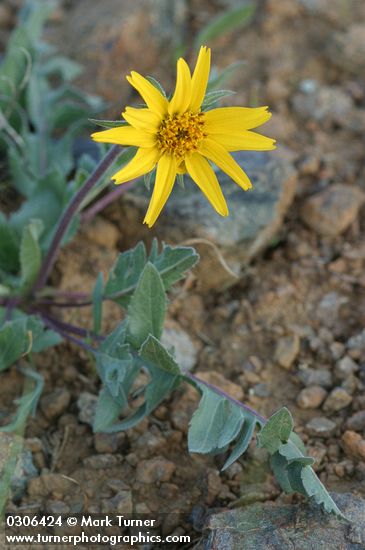 Serrate Balsamroot