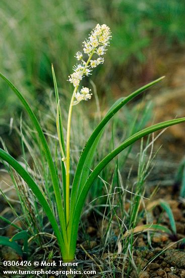 Panicled Death Camas