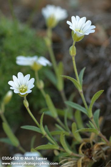 Meadow Chickweed