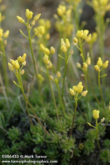 Thick-leaved Draba