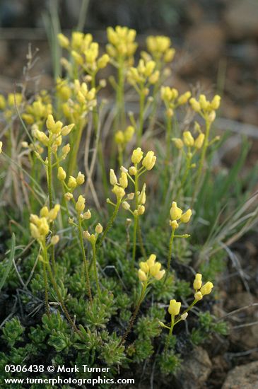 Thick-leaved Draba