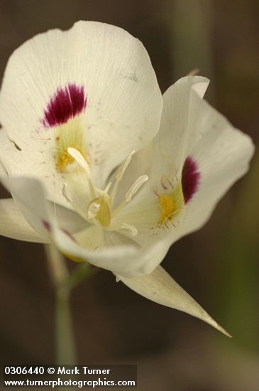 Big-pod Mariposa Lily blossom
