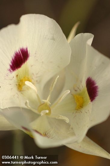 Big-pod Mariposa Lily blossom detail