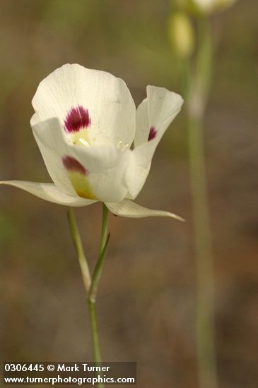Big-pod Mariposa Lily