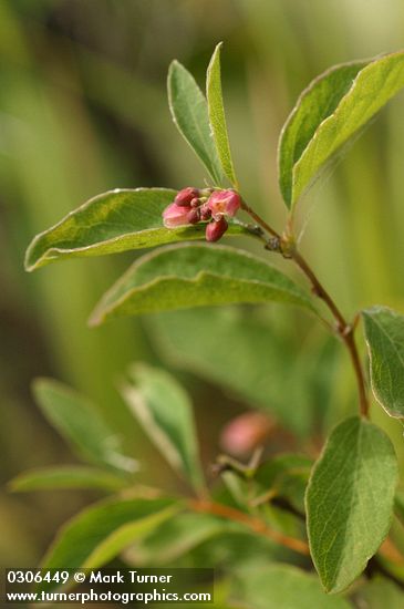 Western Snowberry blossoms & foliage