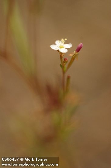 Spreading Groundsmoke blossom