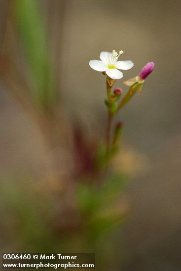 Spreading Groundsmoke blossom