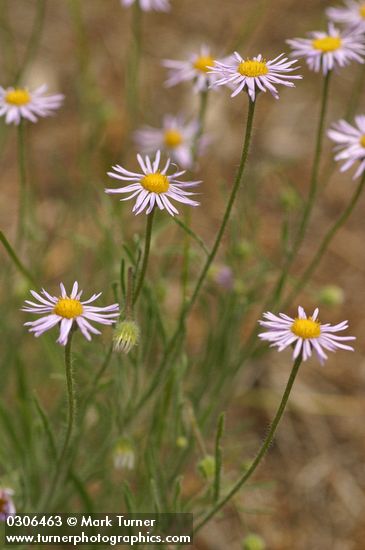 Shaggy Daisy blossoms