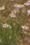 Shaggy Daisy blossoms