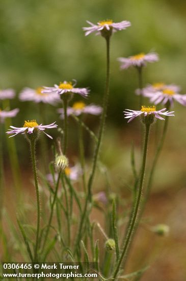 Shaggy Daisy blossoms