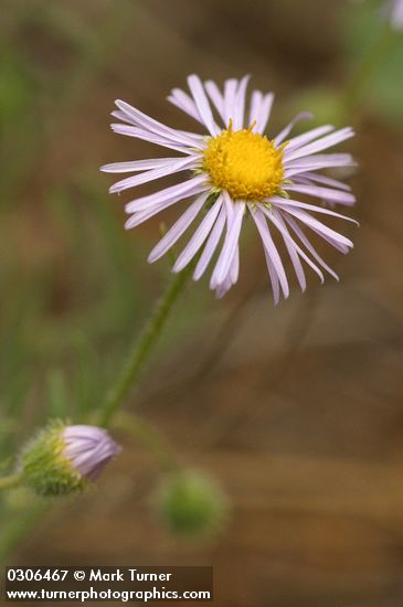 Shaggy Daisy blossom detail