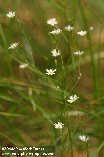 Long-stalked Starwort
