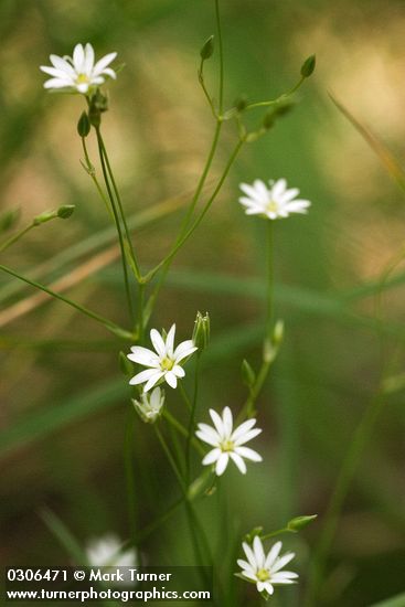 Long-stalked Starwort blossoms