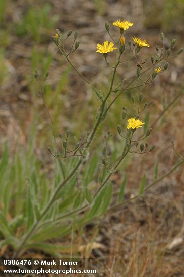 Western Hawkweed