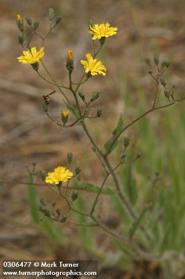 Western Hawkweed blossoms