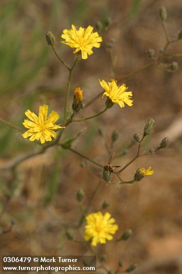 Western Hawkweed blossoms