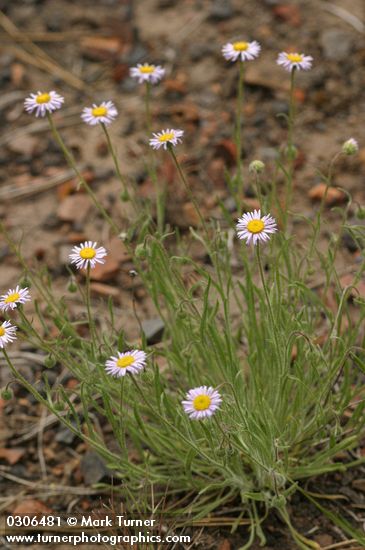 Shaggy Daisies