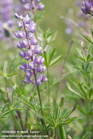 Tailcup Lupine blossoms & foliage