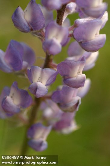 Tailcup Lupine blossoms extreme detail