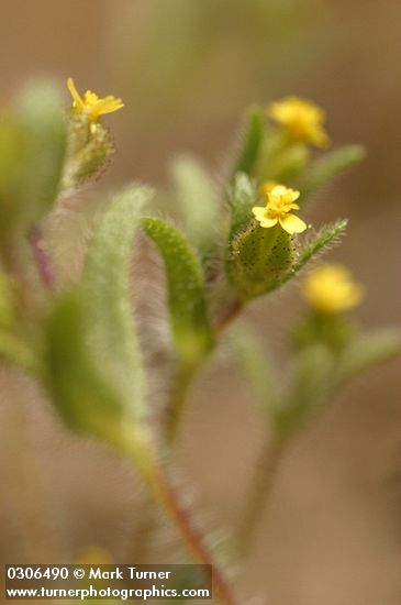 Small-headed Tarweed