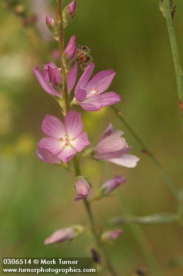 Oregon Checker Mallow blossoms detail