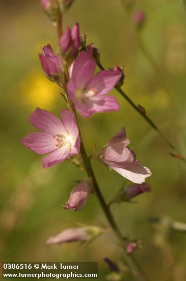 Oregon Checker Mallow blossoms detail