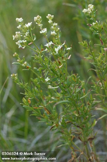Northern Bedstraw