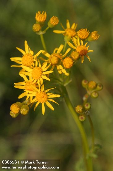 Streambank Butterweed blossoms detail