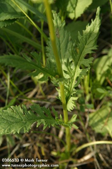 Streambank Butterweed stem leaves detail