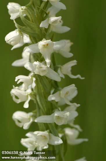 White Bog Orchid blossoms detail