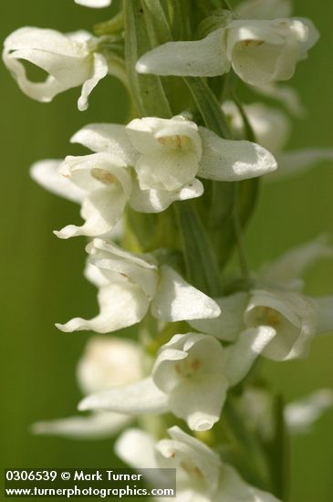 White Bog Orchid blossoms extreme detail