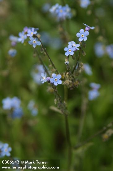 Blue Stickseed blossoms
