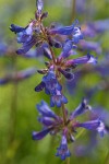 Rydberg's Penstemon blossoms