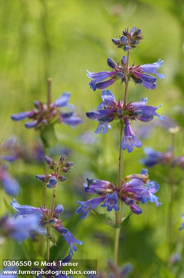 Rydberg's Penstemon blossoms