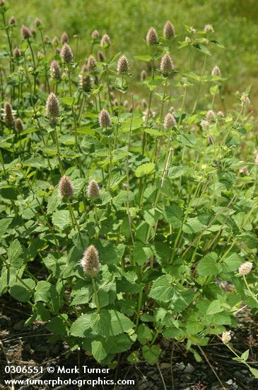 Nettle-leaf Horsemint