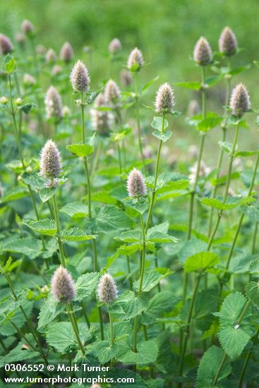 Nettle-leaf Horsemint blossoms & foliage